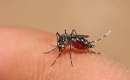 Muỗi Aedes aegypti là vật trung gian làm lây truyền bệnh sốt xuất huyết