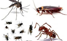 Những côn trùng muỗi gián, kiến và ruồi tuy nhỏ nhưng nó gây hại rất lớn