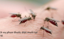 Phun thuốc muỗi Ba Vì – Hotline: 0989.782.883
