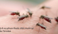 Phun thuốc muỗi Bắc Từ Liêm – Hotline: 0989.782.883