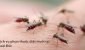Phun thuốc muỗi Phú Xuyên – Hotline: 0989.782.883